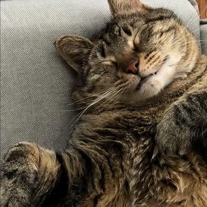 Meet your Posher, Rachel